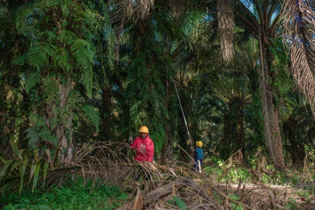 perkebunan sawit