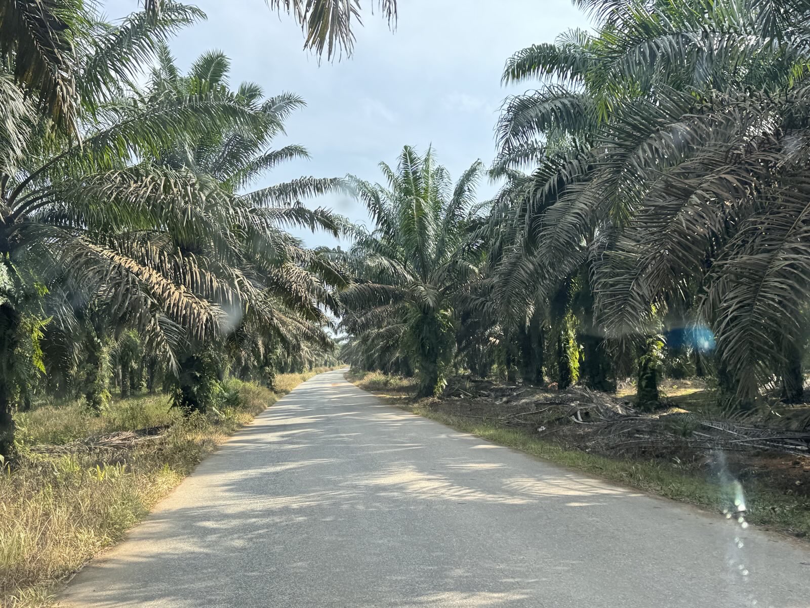 Jalan menuju area PT RKP. Meski tampak beraspal, kondisi jalan berlubang dan kurang penerangan masih menjadi kendala, terutama di malam hari. (Foto: Anty)